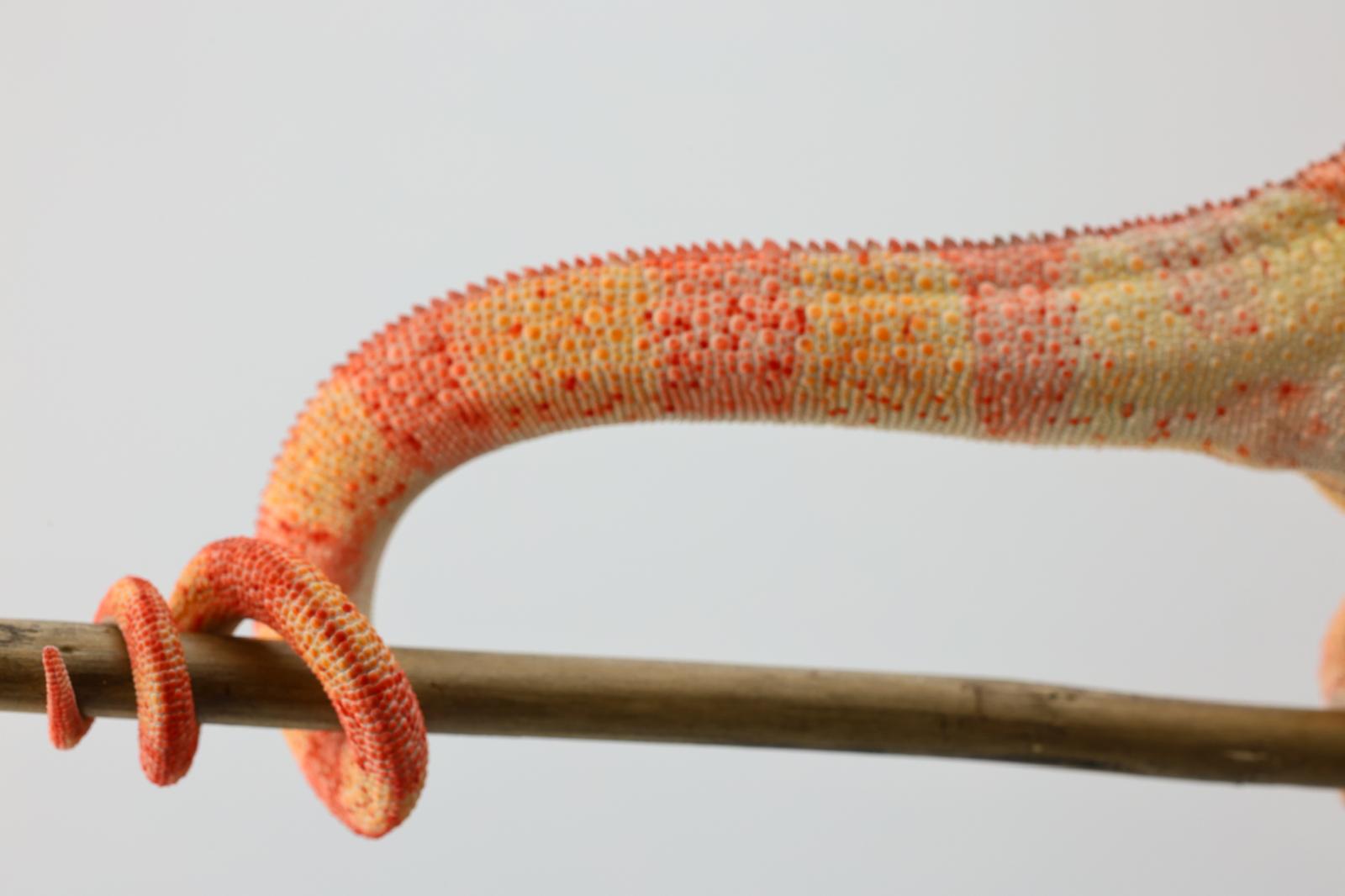 Color shift on territorial display