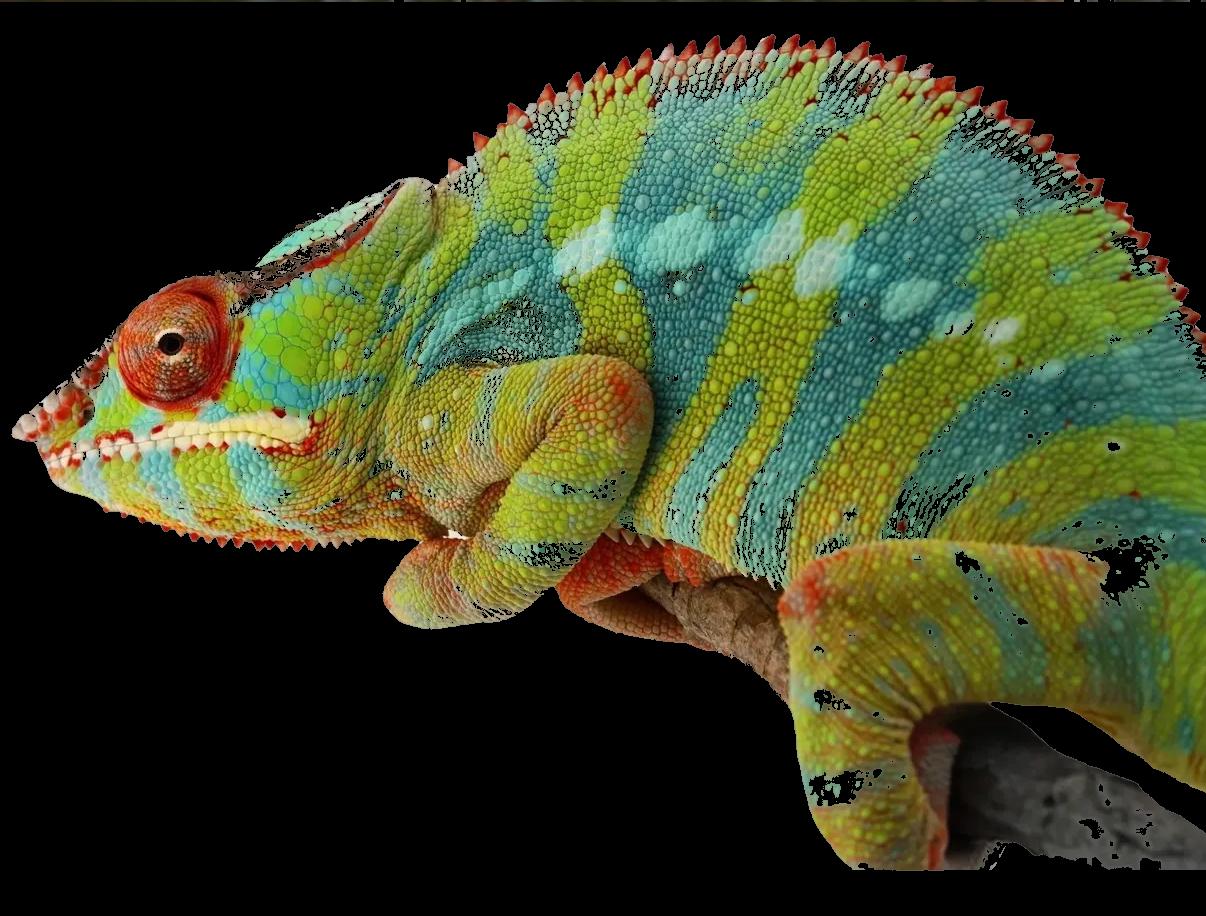 Profile, Ambanja red lineage